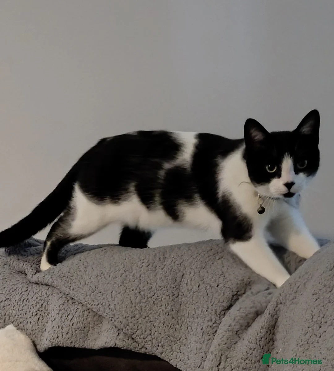 British Shorthair cats for sale: Affectionate male young cat - Advert 1