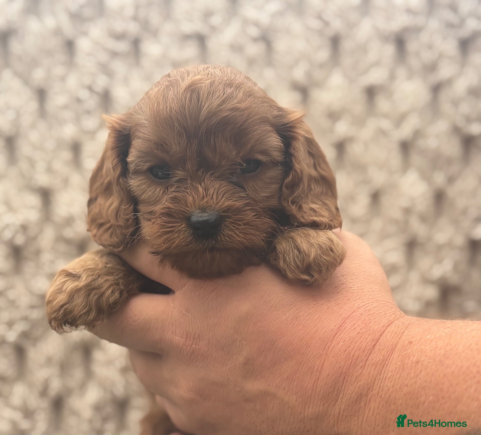 Cavapoo dogs Stunning cavapoo puppies. Viewing welcomed   - Advert 18
