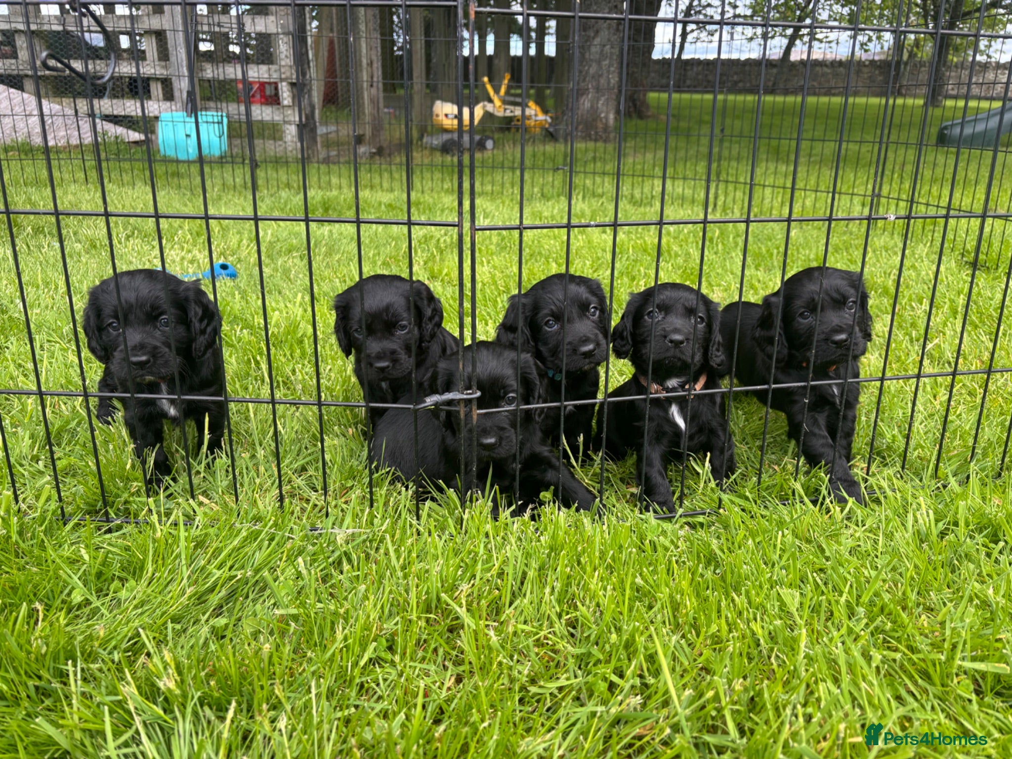 Cocker Spaniel dogs Working Cocker Spaniel Pups - Advert 3