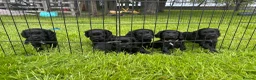 Cocker Spaniel dogs for sale: Working Cocker Spaniel Pups - Advert 1