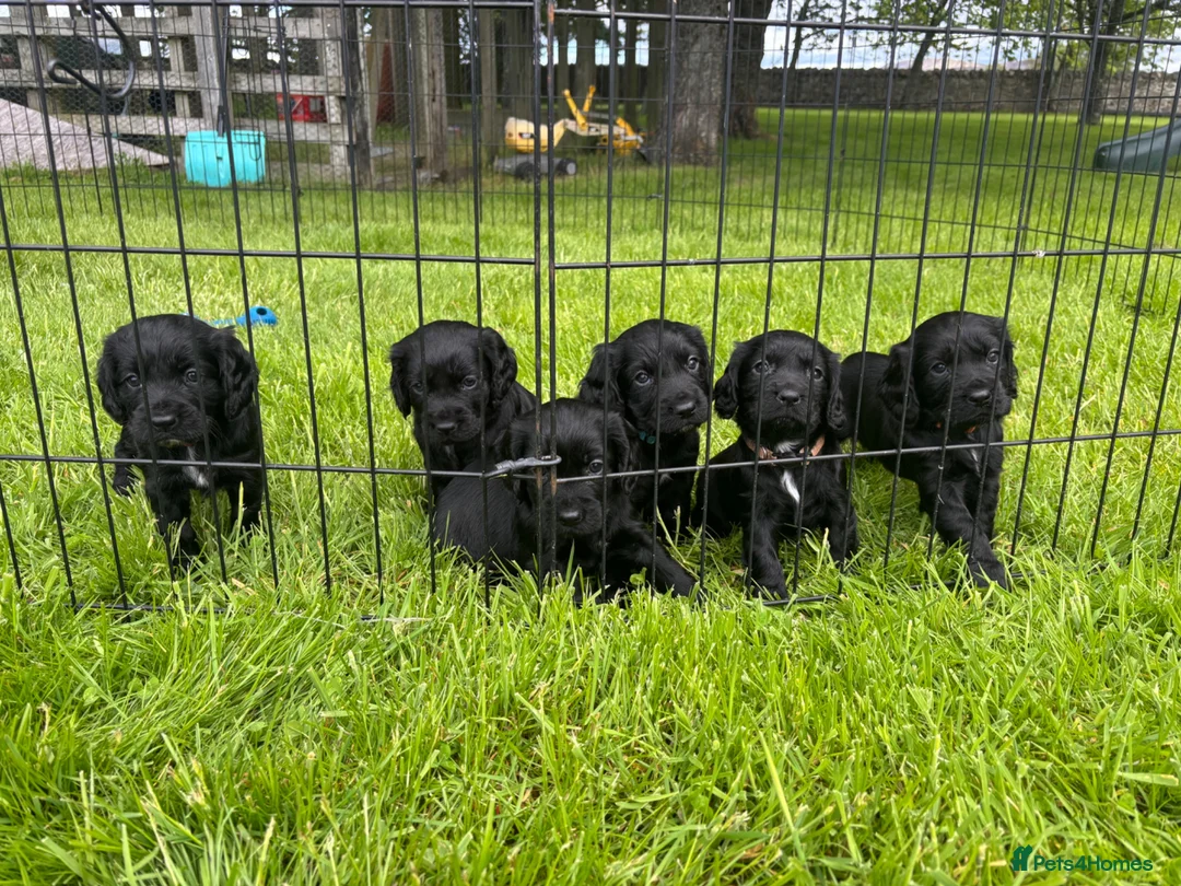 Cocker Spaniel dogs for sale: Working Cocker Spaniel Pups - Advert 1