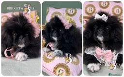 Pekingese dogs for sale: ⭐️WAITING LIST OPEN⭐️ - Image 9