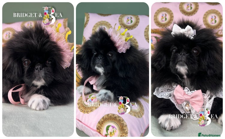 Pekingese dogs - Advert 1