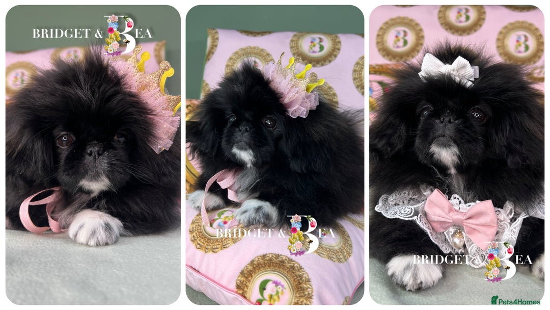 Pekingese dogs for sale: ⭐️WAITING LIST OPEN⭐️ - Image 9