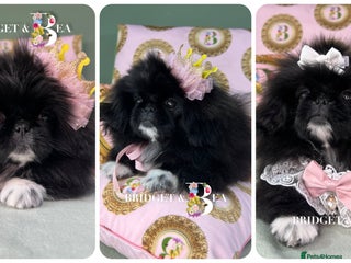 Pekingese dogs - Advert 4