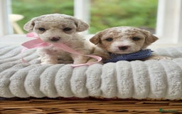 Cavapoochon dogs for sale: Cavapoochon puppies  - Image 4