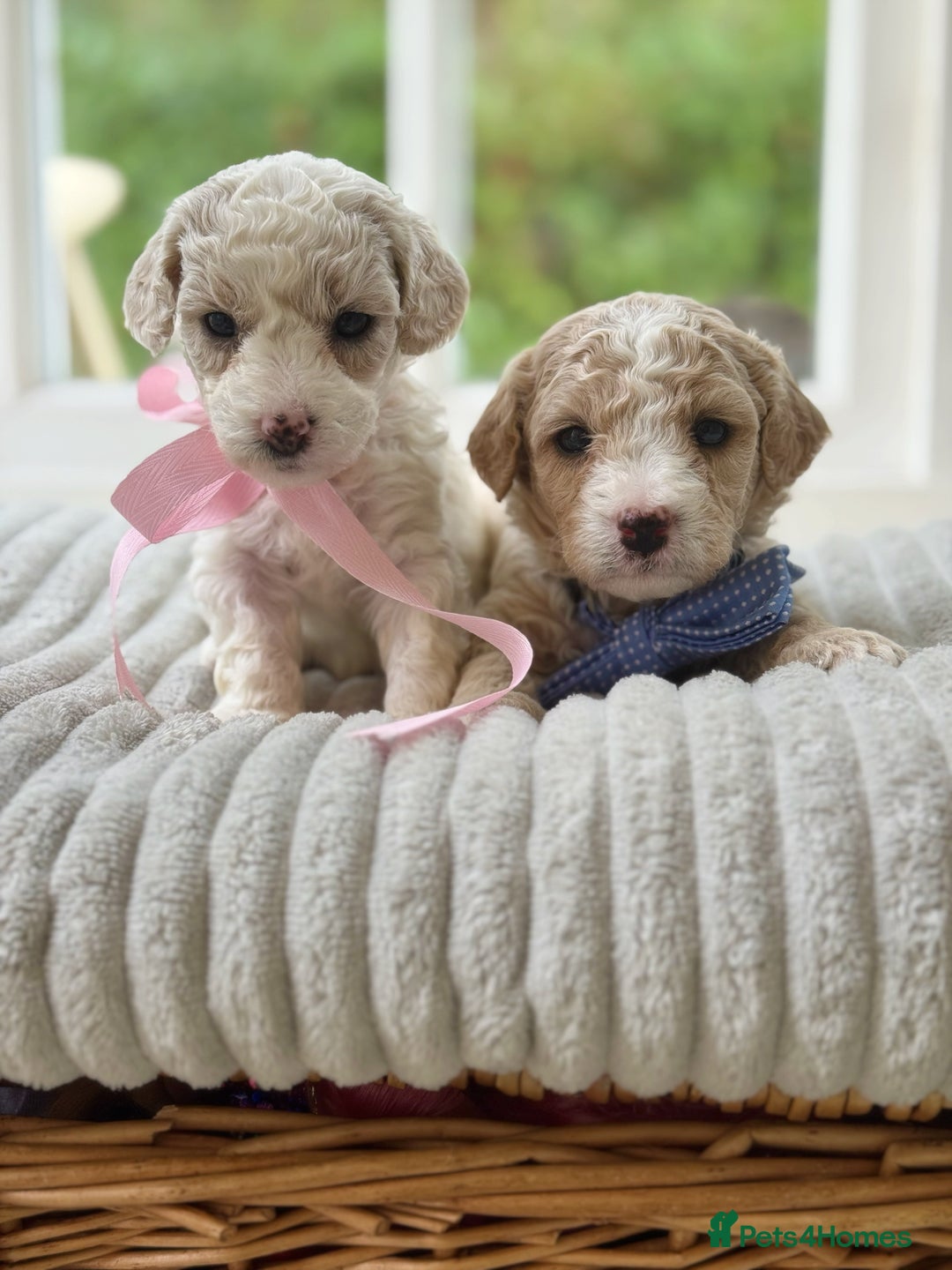 Cavapoochon dogs for sale: Cavapoochon puppies  - Image 4
