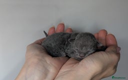 Devon Rex cats for sale: Blue & Lilac Devon Rex Kittens Taking Reservations - Image 4