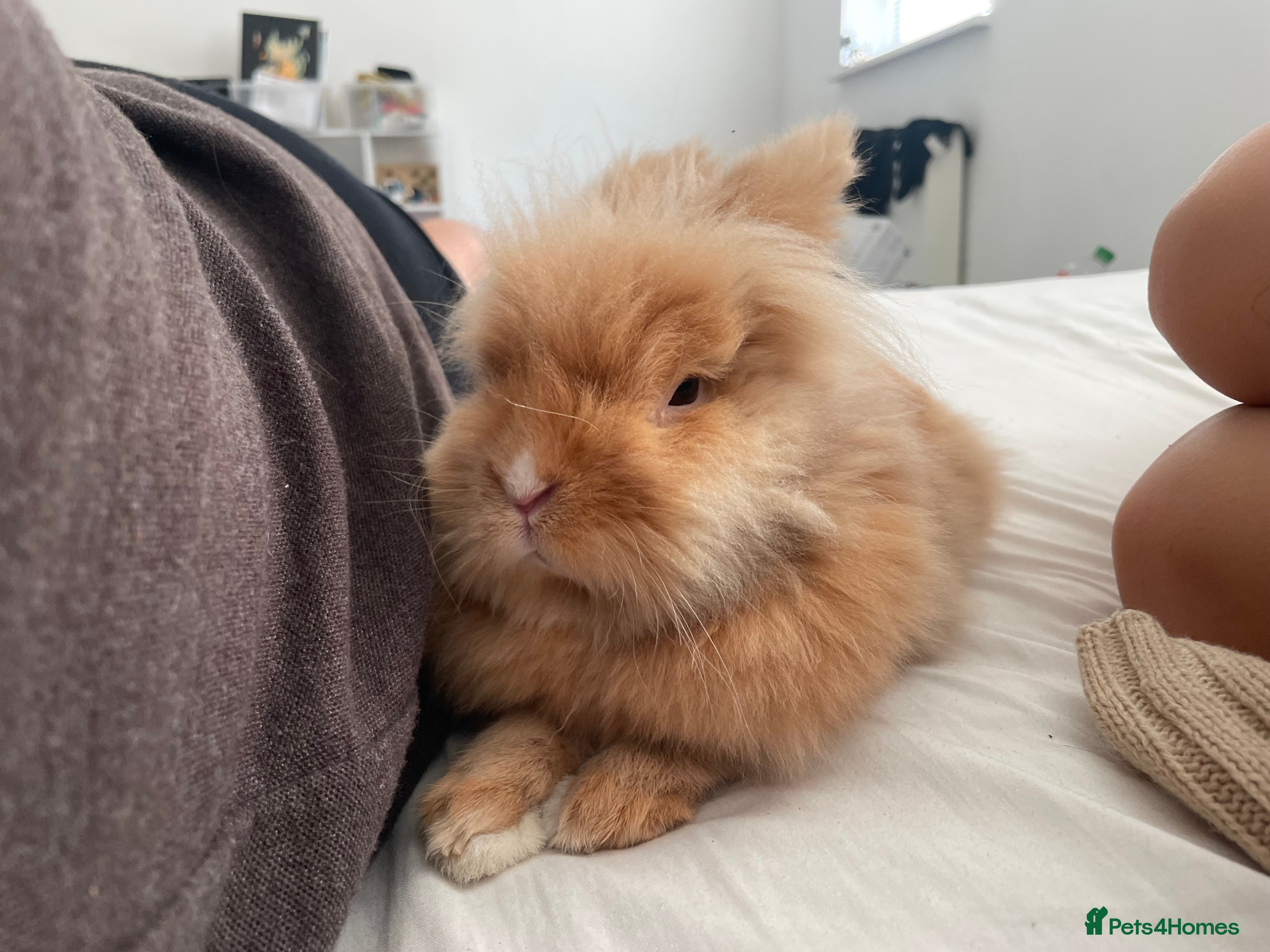 Lionhead rabbits Scrappy - Advert 1