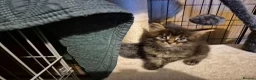 Maine Coon cats for sale:  Maine Coon Kittens Ready for Their Forever Homes! in Mauchline - Advert 6