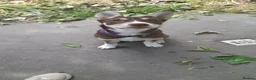 Mixed Breed dogs for sale: Ready Now Beautiful Babie - Advert 4