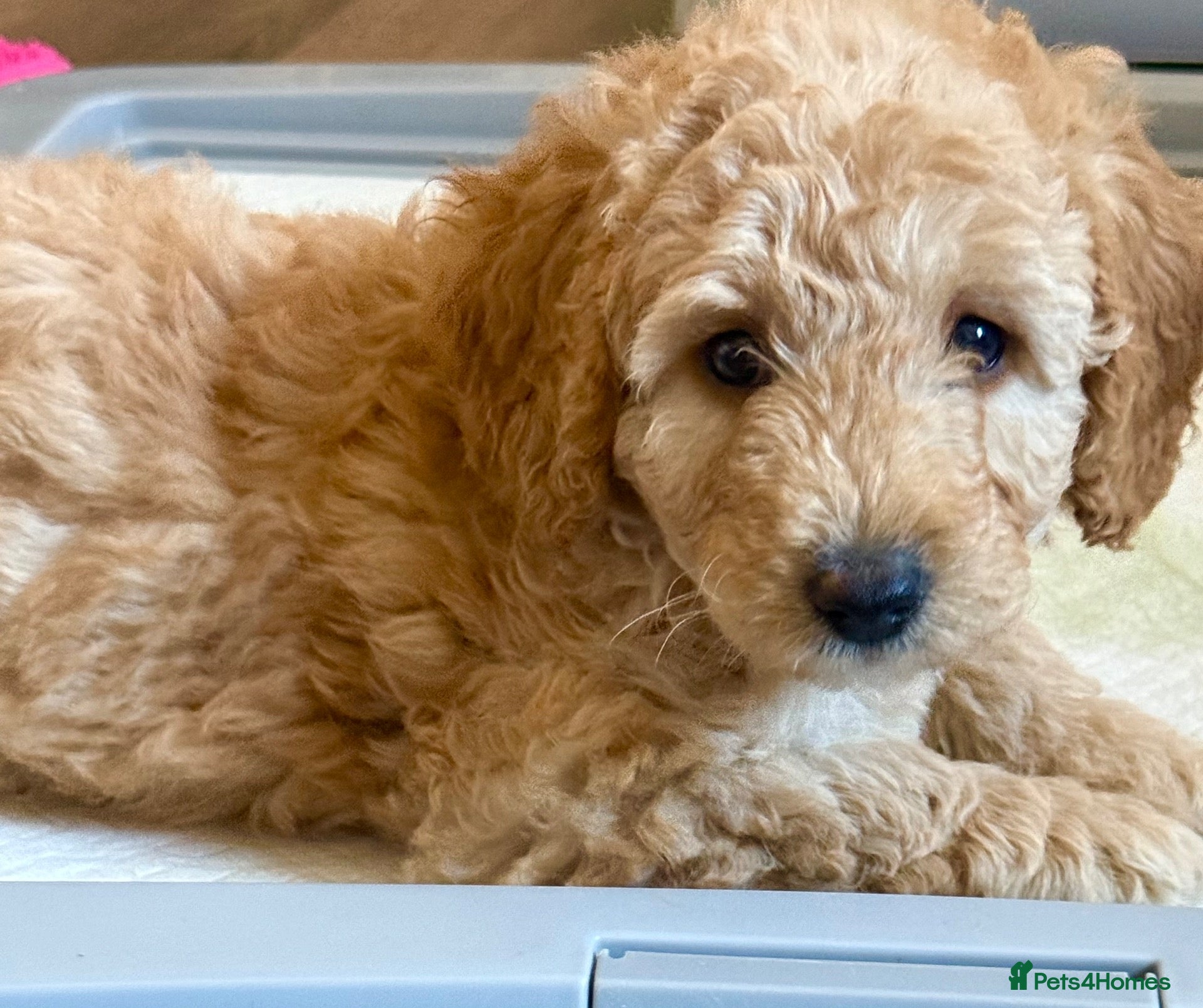 Labradoodle dogs READY TO LEAVE NEXT WEEK F1BB Labradoodle Puppies - Advert 2