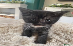 British Shorthair cats for sale: Adorable kittens  - Image 3