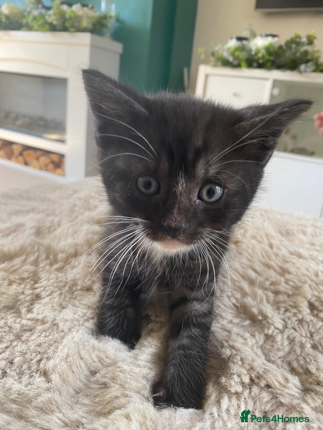 British Shorthair cats for sale: Adorable kittens  - Image 3