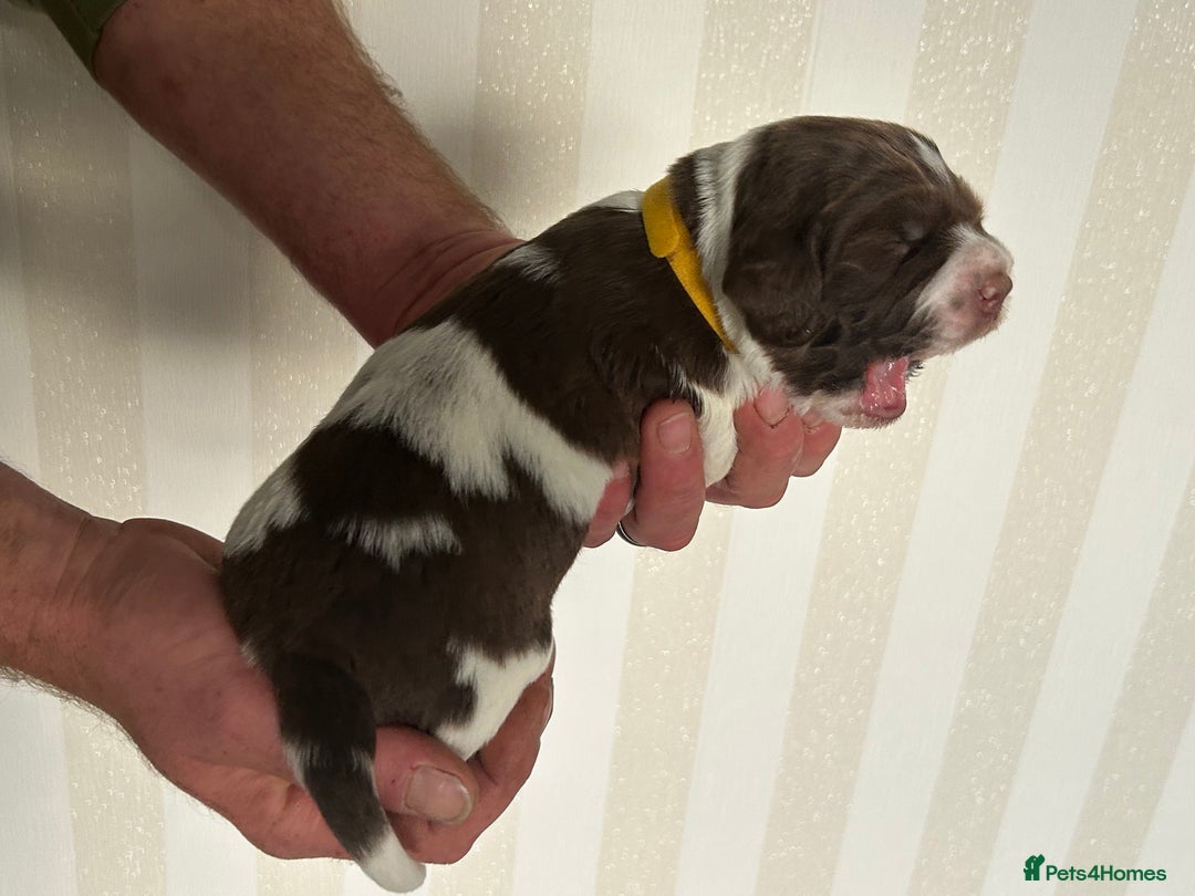 English Springer Spaniel dogs for sale: Gorgeous English Springer Spaniel Puppies - Advert 4