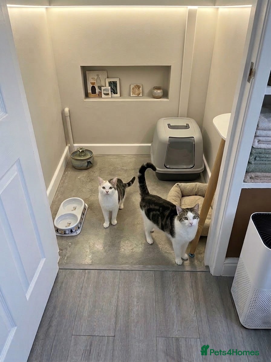British Shorthair cats Two cats available for rehoming  - Advert 4