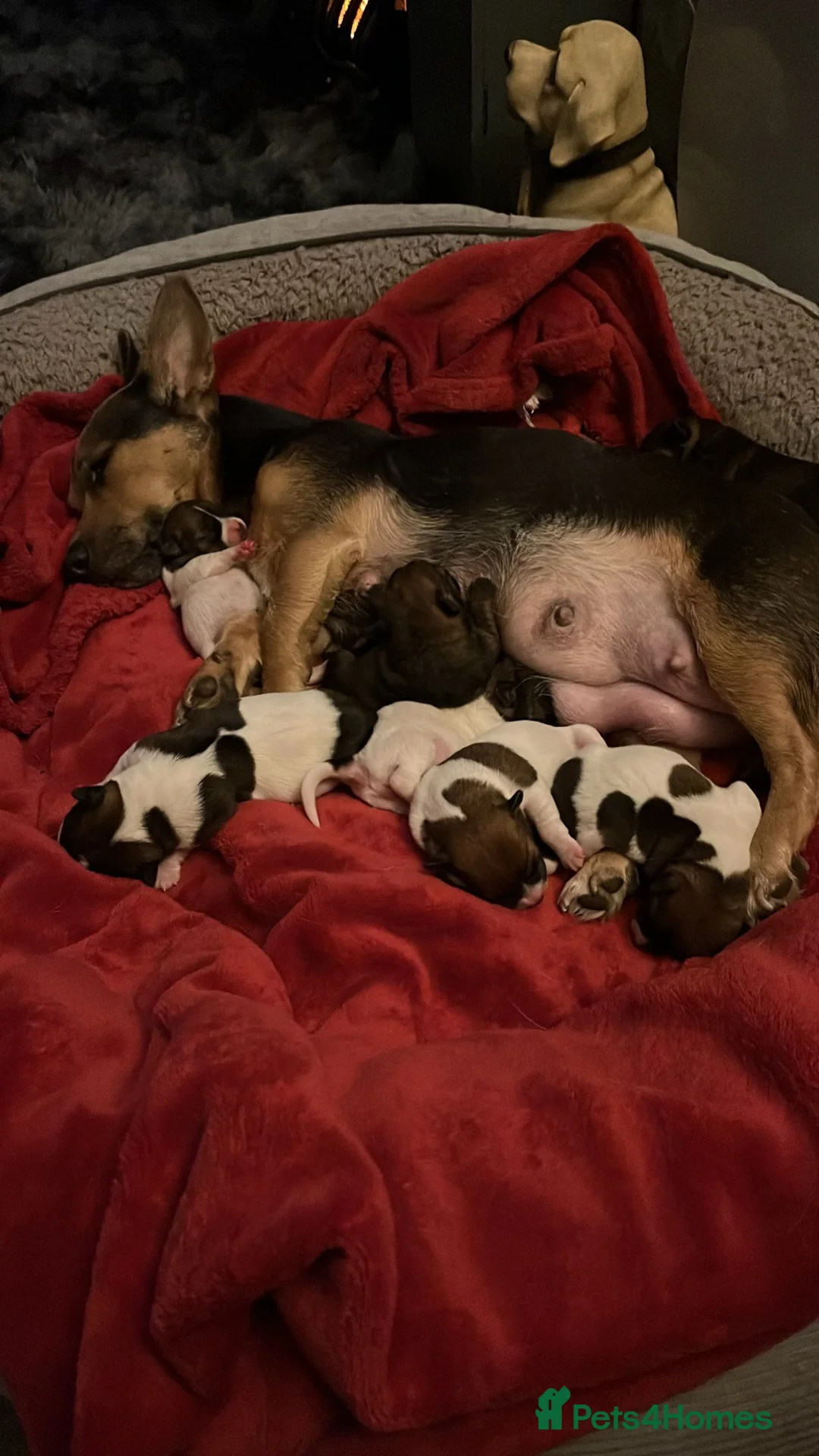 Jack Russell dogs for sale: Jack Russell puppies - Advert 6