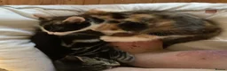 Mixed Breed cats for sale: Looking to become a member of your family in Dagenham - Advert 10