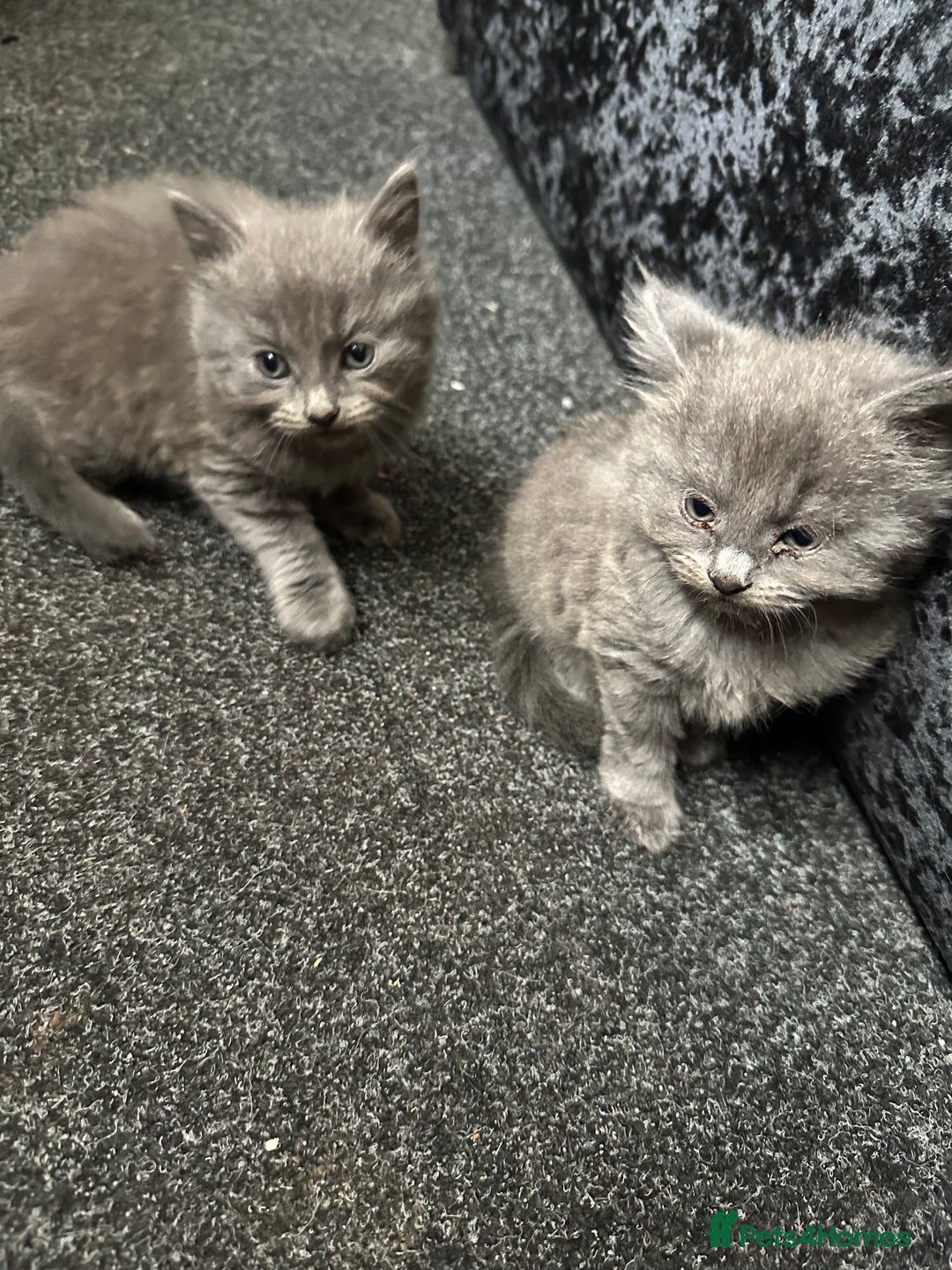 Maine Coon cats for sale: Gray Kittens  - Advert 6