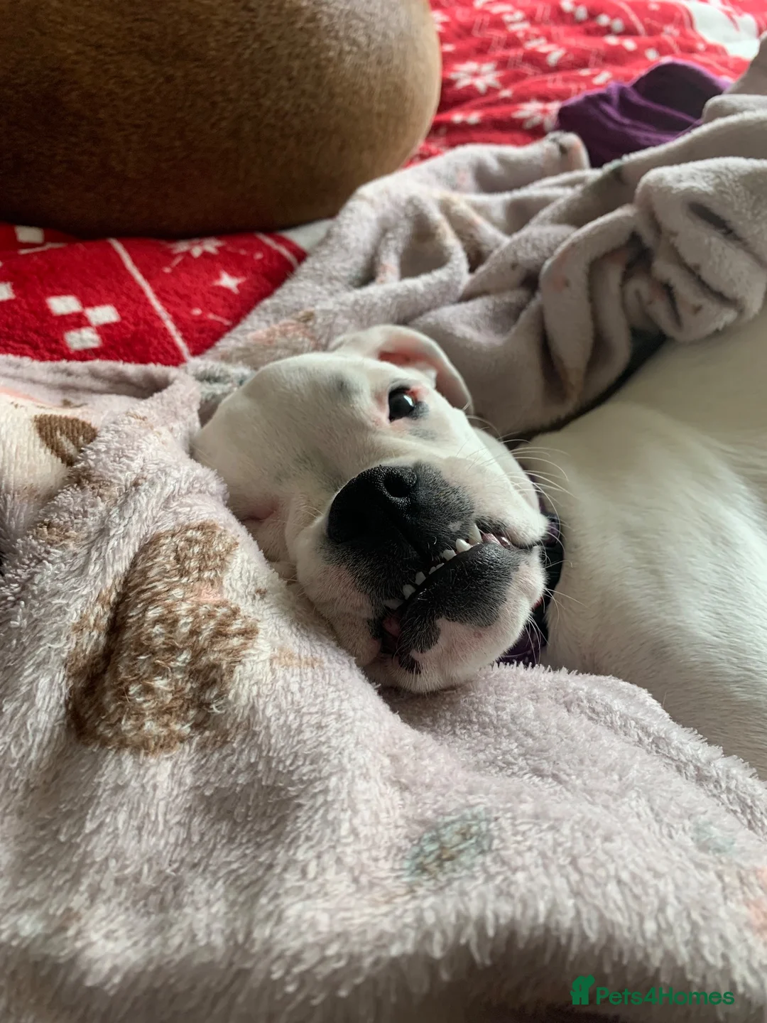 Boxer dogs for sale: Beautiful 6 month old boxer girl re home  - Advert 6