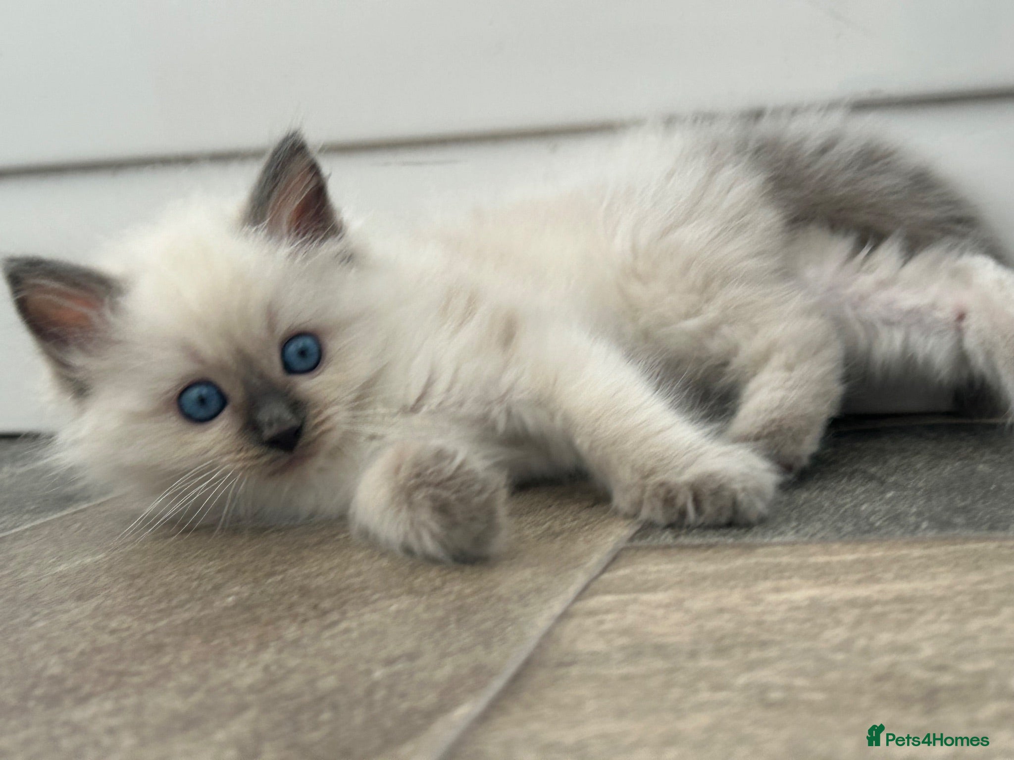Ragdoll cats Blue eyed beautiful ragdoll male  - Advert 1