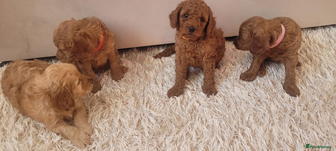 Cockapoo dogs for sale: 2nd generation cockapoo pups - Image 8