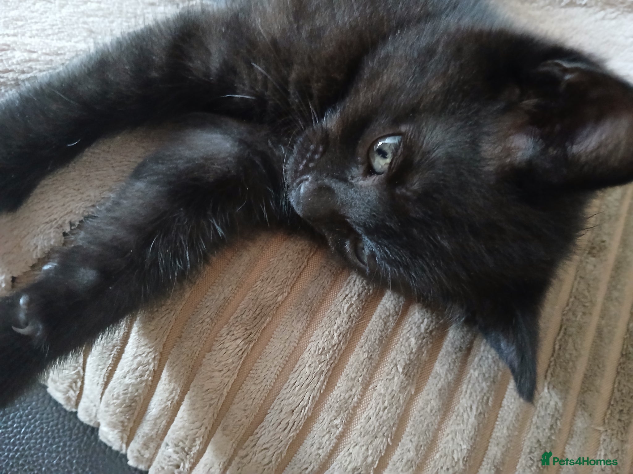 Mixed Breed cats for sale:  Black chocolate Ragdoll cross american bobtailcat in Lancing - Advert 1