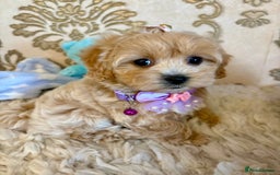 Maltipoo dogs for sale: ADORABLE F1 MALTIPOO PUPPIES DNA TESTED  - Image 16