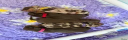 Miniature Dachshund dogs for sale: Absolutely stunning miniature dachshunds  - Advert 10