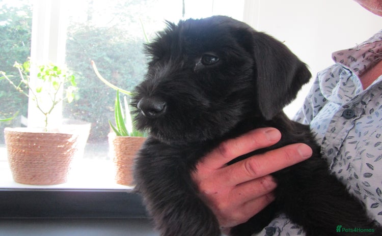 Giant Schnauzer dogs - Advert 1