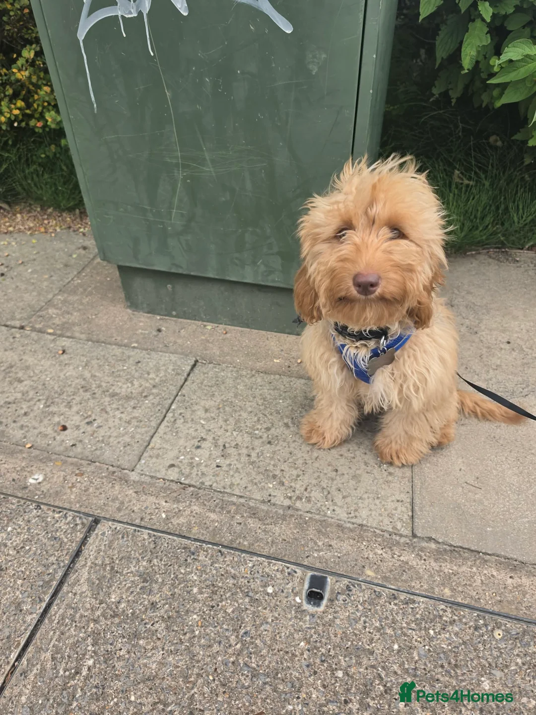 Cockapoo dogs for sale: Male Cockerpoo  in Grimsby - Advert 2