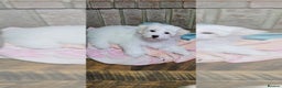 Maltese dogs for sale: Just a boy and a girl left  - Advert 3