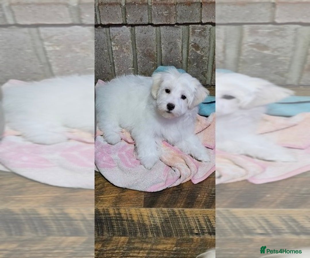 Maltese dogs for sale: Just a boy and a girl left  - Advert 3