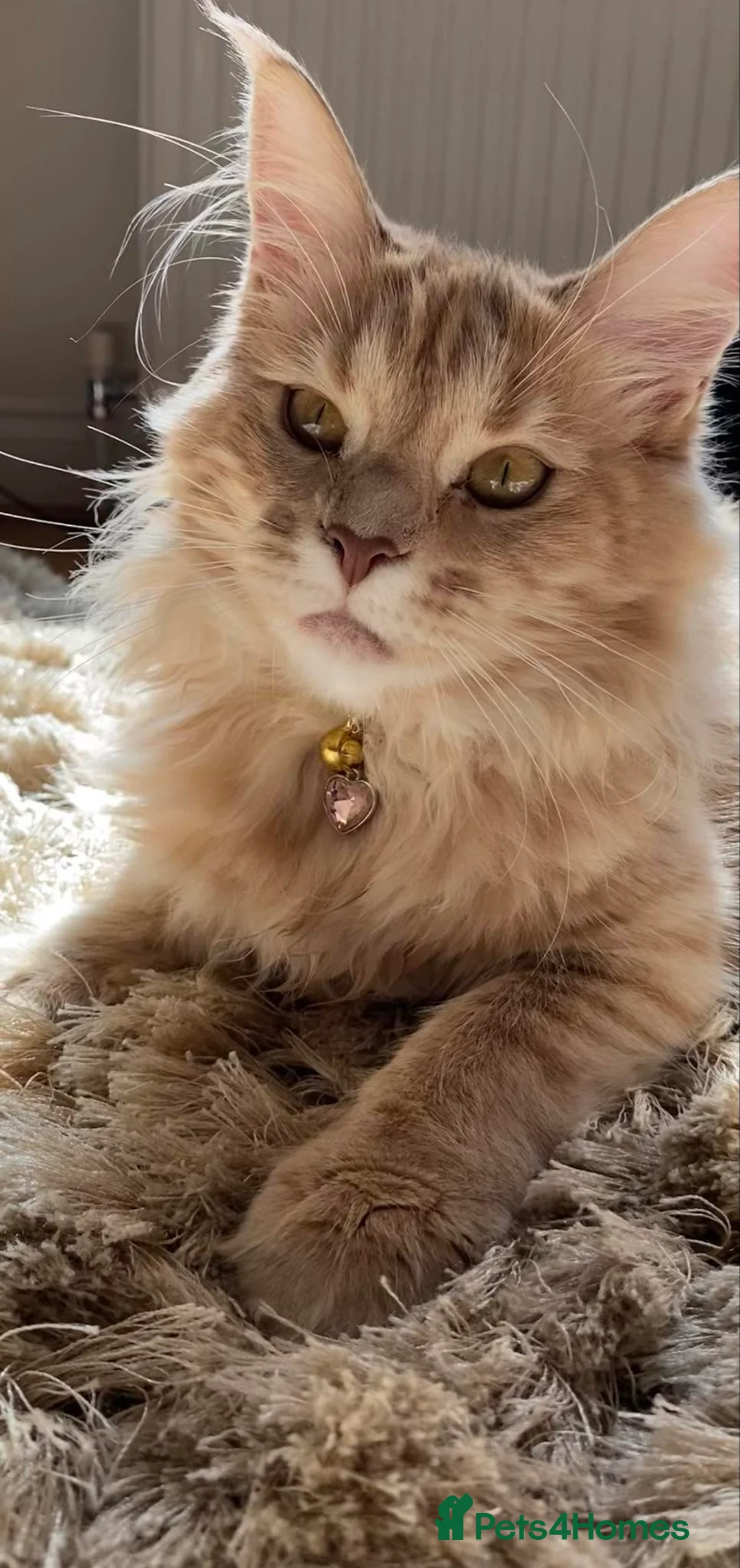 Maine Coon cats for sale: XXL Exceptional Pedigree Kittens Russian line - Advert 4