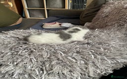 Mixed Breed cats for sale: We are all looking for homes soon - Image 7
