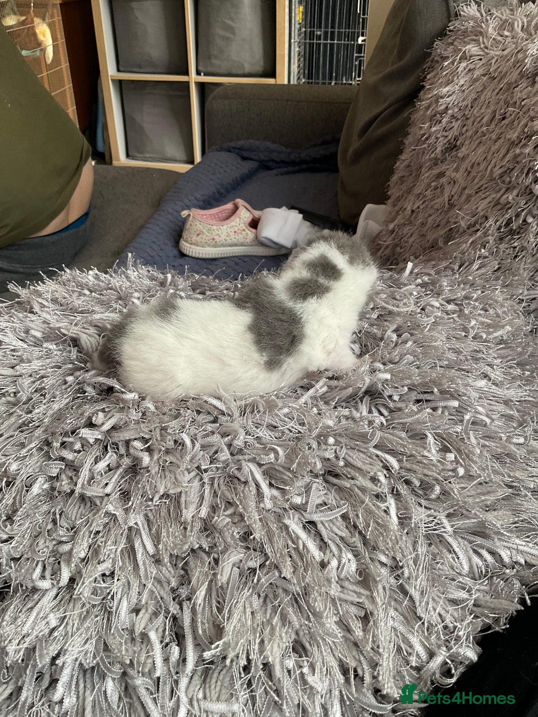Mixed Breed cats for sale: We are all looking for homes soon - Image 7