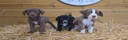 Mixed Breed dogs for sale: Beautiful Newfound puppies now available ☺️ - Advert 12
