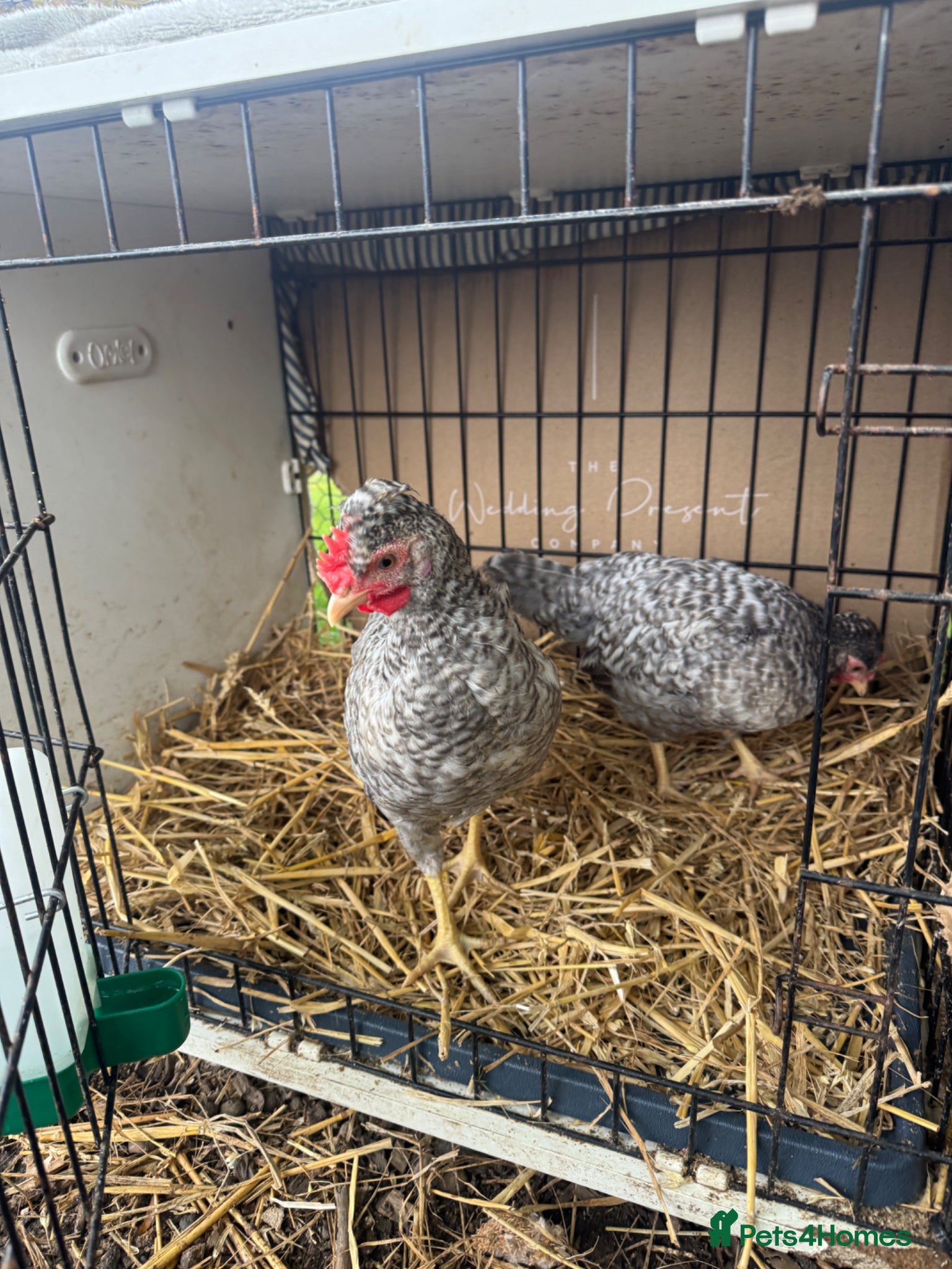 Chickens poultry 2 x Cream Crested Legbar Cockerels - Advert 3