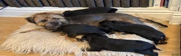Border Terrier dogs for sale: BORDER TERRIERS PUPPIES - Advert 22