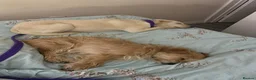 Mixed Breed dogs for adoption: Looby Lou - March Cambs  in March - Advert 12
