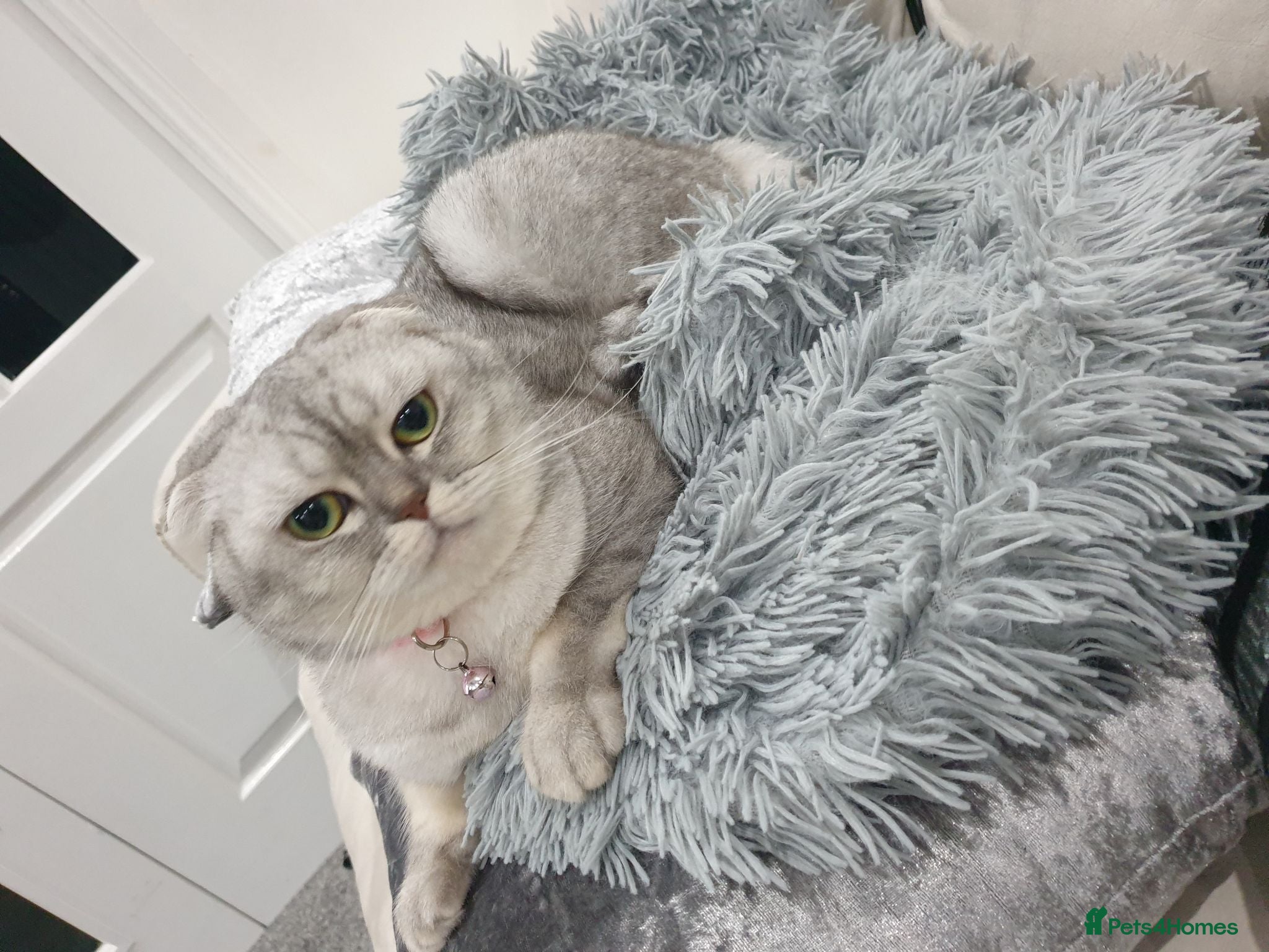 Scottish Fold cats Pure bred Scottish fold - Advert 3