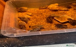 Quail poultry for sale: Jumbo Coturnix Japanese Quail chicks  - Image 3