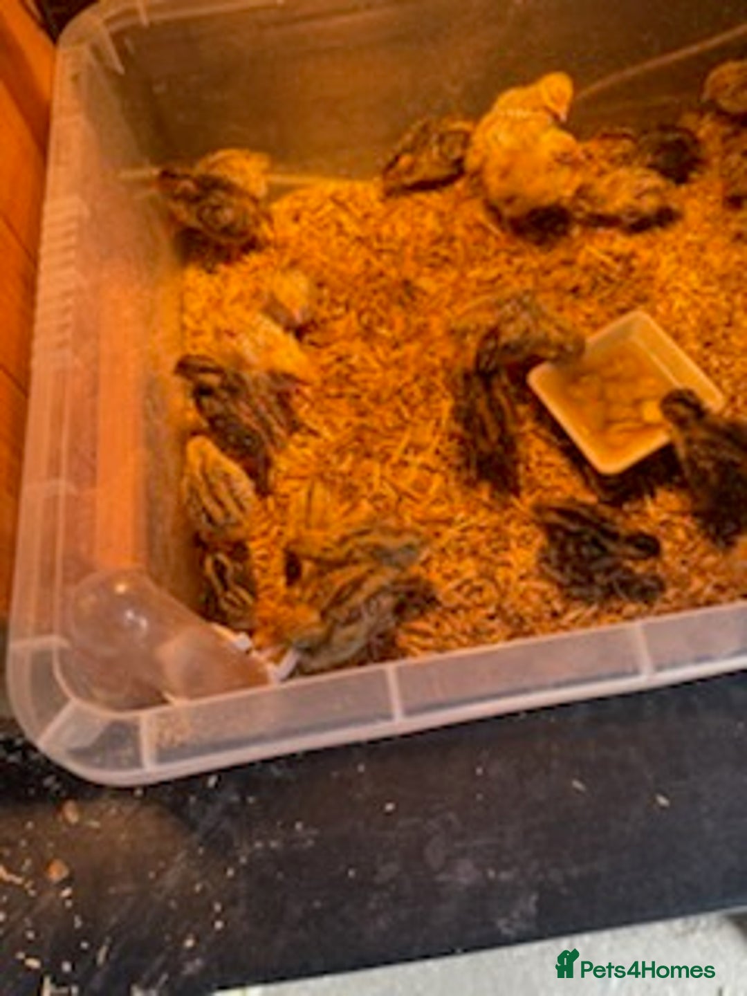 Quail poultry for sale: Jumbo Coturnix Japanese Quail chicks  - Image 3