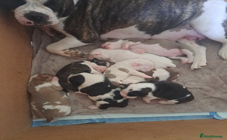 Old Tyme Bulldog dogs - Advert 5