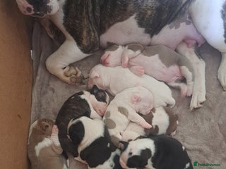 Old Tyme Bulldog dogs - Advert 15