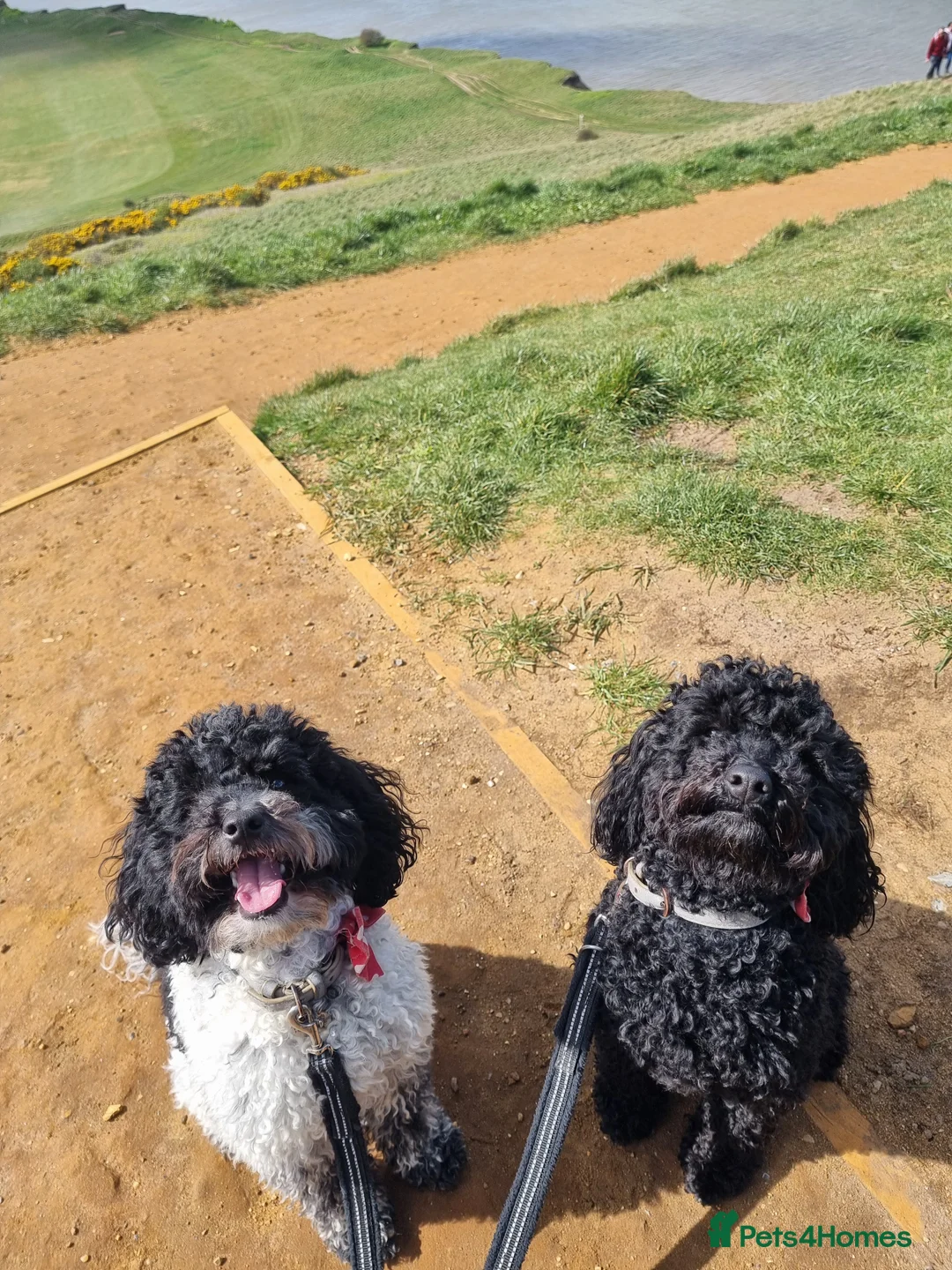Poochon dogs for sale: Looking for home 2 x 4 year old Poochons - Advert 5