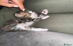 Mixed Breed cats for sale: Last 2 loving kittens  - Image 4