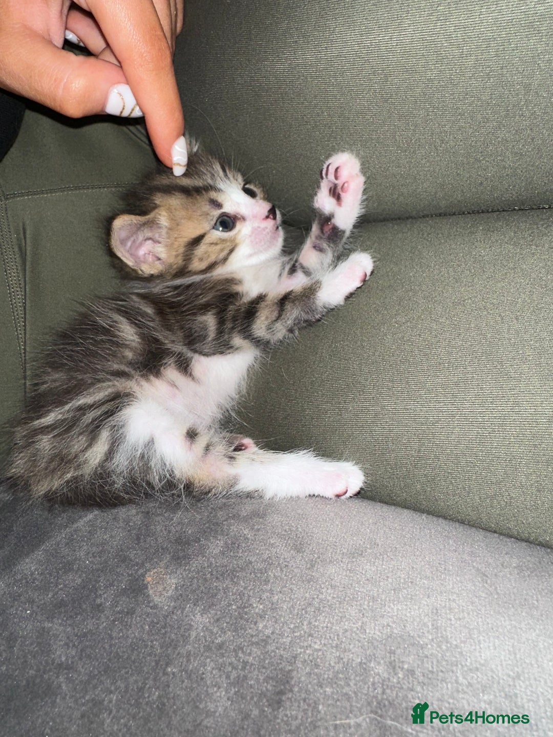 Mixed Breed cats for sale: Last 2 loving kittens  - Image 4