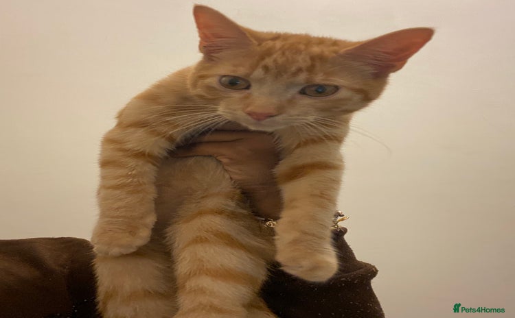 American Shorthair cats - Advert 1