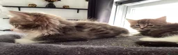 Mixed Breed cats for sale: Fluffy mixed breed Kittens - Advert 11